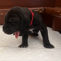 Red Collar - Black male Great Dane puppy in Surgoinsville, Tennessee from Mountain Valley Farm Great Danes