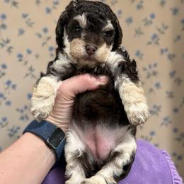 Poodle Puppies from KC Poodles of PA