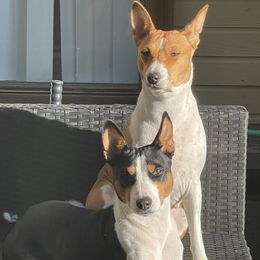 Arni - Basenji