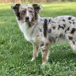 Berkley - Australian Shepherd