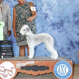 Kiva - Bedlington Terrier