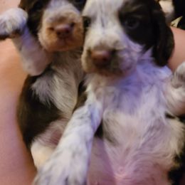 English Springer Spaniel Puppies from Savannah River Springers