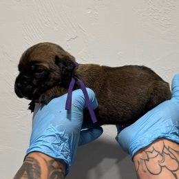 Female 2 - Fawn female Cane Corso puppy in Cashion, Oklahoma from APEXOK Cane Corsos LLC