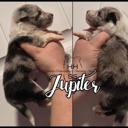 Jupiter - Blue merle and white female Shetland Sheepdog puppy in Lebanon, Tennessee from Henotic Homestead's Shetland Sheepdogs