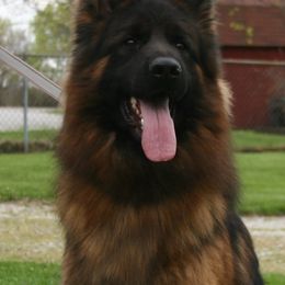 Sisco - German Shepherd