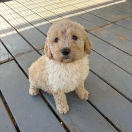 Boy 3 - Cream male Double Doodle puppy in Jonesborough, Tennessee from Dry Creek Siberians