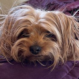 Lily - Yorkshire Terrier
