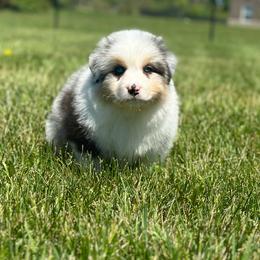 Bishop (Blue Merle Boy, Blue eyes) - Blue merle male Australian Shepherd puppy in Fountaintown, Indiana from Timber Run Aussies