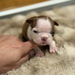Red boy 2 less white on face - Red male Boston Terrier puppy in Madera Acres, California from Muggin Bostons Terriers and Mini Dachshund