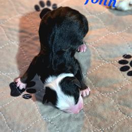 John - Black tri male Toy Australian Shepherd puppy in Viking, Minnesota from Son Shine Farm