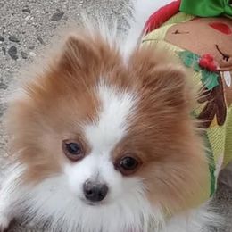 Pomeranians from Pom Sunshine