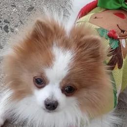 Pomeranians from Pom Sunshine