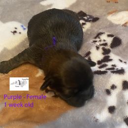 Collie, Lhasa Apso, and Rhodesian Ridgeback Puppies from Koenigplatz Kennel