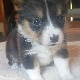 Lilly - Black and tan female Pembroke Welsh Corgi puppy in Checotah, Oklahoma from Skoal Creek Corgi's