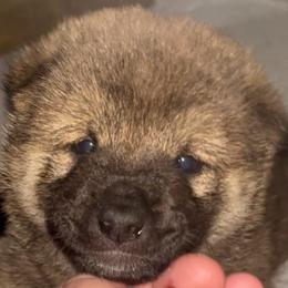 Mario AKC - Red male Shiba Inu puppy in Clewiston, Florida from Animal Farm Shiba Inus & Mameshibas