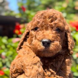 Boy 1 - Red  male Poodle puppy in Corona, California from Garden Of Poodles