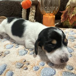Artemis - Piebald female Dachshund puppy in Wesley Chapel, Florida from Russell Lee Overton