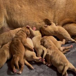 7th pick girl - Yellow female Labrador Retriever puppy in Littlefield, Arizona from Susan Burkey