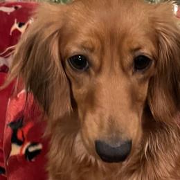 Lady - Dachshund