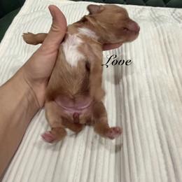 Love - Red female Cavapoo puppy in Central, Arizona from Desert Valley Doodles