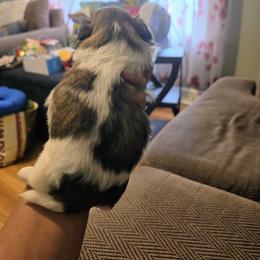 Shih Tzu Puppies from ROYAL SHIHTZUS