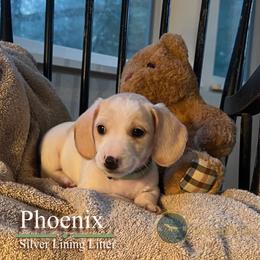 Phoenix - Piebald male Dachshund puppy in Cave Junction, Oregon from Rockindachs