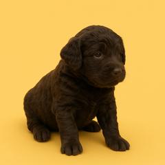 Barbet puppies from Gemms Affenpinschers, Barbets and Tibetan Terriers