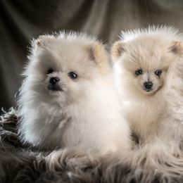 Pomeranian Puppies from Kouture Pomeranians