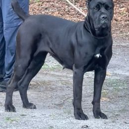 Diva - Cane Corso