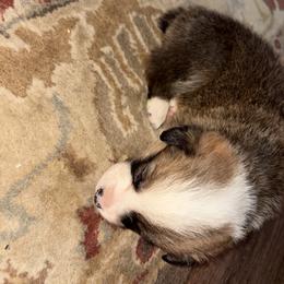 American Corgi Puppies from Highland corgis