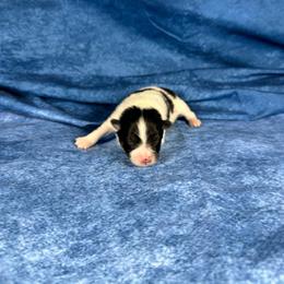 Gucci - Black parti male Pomeranian puppy in Leesburg, Virginia from Capital Poms & Pomskies