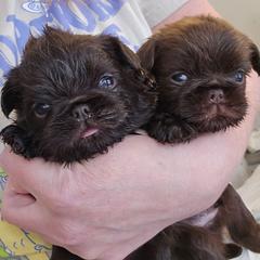 Boy 1 - Brown male Brussels Griffon puppy in Welch, Minnesota from Baringer Brussels
