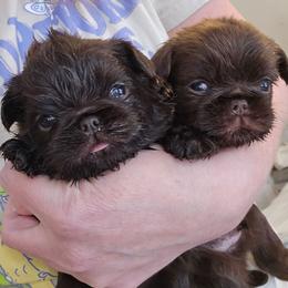 Boy 1 - Brown male Brussels Griffon puppy in Welch, Minnesota from Baringer Brussels