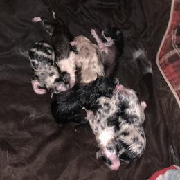 Aussiedoodle and Australian Shepherd Puppies from Springhill Hog and Cattle Co.