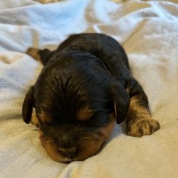 Cavalier King Charles Spaniel and Cavapoo Puppies from Cavalier Girls