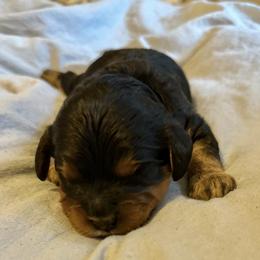 Cavalier King Charles Spaniel and Cavapoo Puppies from Cavalier Girls