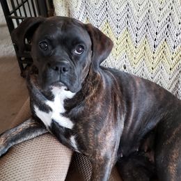 Boxers from Rockin Wiggle Butts 4 U