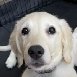 Golden Retriever Puppies from Bluehorsegoldens