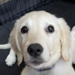Golden Retriever Puppies from Bluehorsegoldens