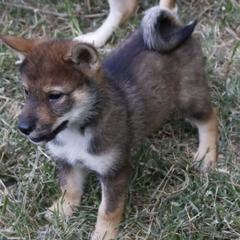 Girl 2 - Sesame female Shikoku puppy in Virginia from Hachidori Sou