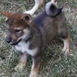 Girl 2 - Sesame female Shikoku puppy in Virginia from Hachidori Sou