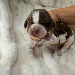 Gray boy - Tri-Roan male English Springer Spaniel puppy in Fairfield, California from Goldridge Springers