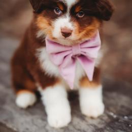 Clover - Red tri-color female Australian Shepherd puppy in Austin, Texas from Sweetwater Australian Shepherds