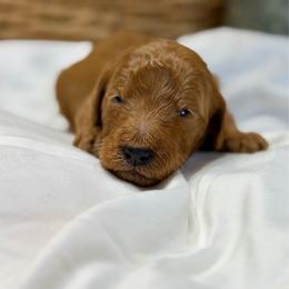 Lily - Red  female Goldendoodle puppy in Willacoochee, Georgia from Kitandkboodle's Doodles