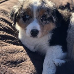 Australian Shepherd Puppies from RMW Ranch Australian Shepherds