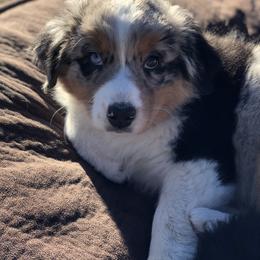 Australian Shepherd Puppies from RMW Ranch Australian Shepherds