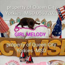 Melody ( Jazz music) - Chocolate and tan female Yorkshire Terrier puppy in Charlotte, North Carolina from Queen City Yorkies