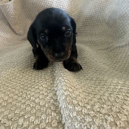 Dachshund Puppies from King Funny Farm