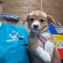 Green Boy 4 - White and fawn male Pembroke Welsh Corgi puppy in Orange, Virginia from CL&L Corgi's