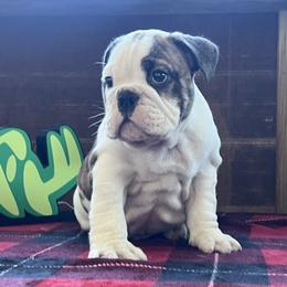Chad - Red brindle and white male Bulldog puppy in Little Rock, Arkansas from Freeway Bulls